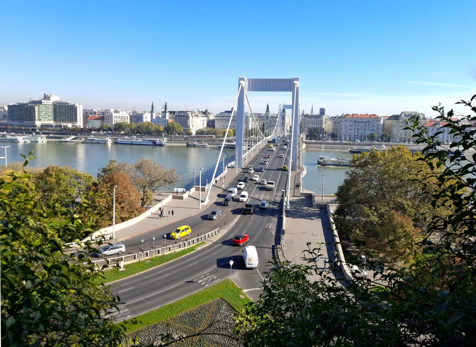 Elisabeth Bridge in Budapest seen from the slope of Gellért Hill: the white pylons and cables, cars on the deck and the Pest riverfront behind autumn trees